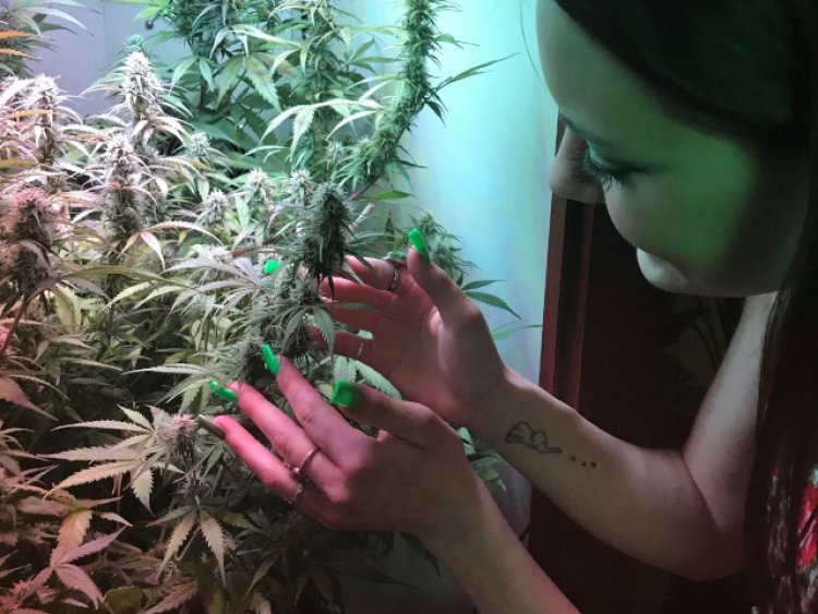 The Armoire Home Grow System Receives U.S. Patent Approval