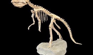 Complete Dinosaur Skeleton is Just The Start in Weiss Auctions' Wild and Wonderful Iconic and Eclectic Auction, Sept. 29