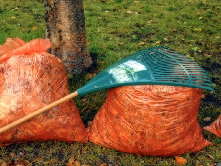 Oh, My Raking Back. How to Rake without Backlash