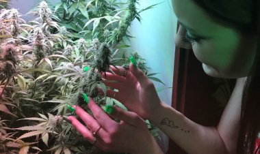 Maryland Legalizes "Mary Jane", Home Grow Sprouts
