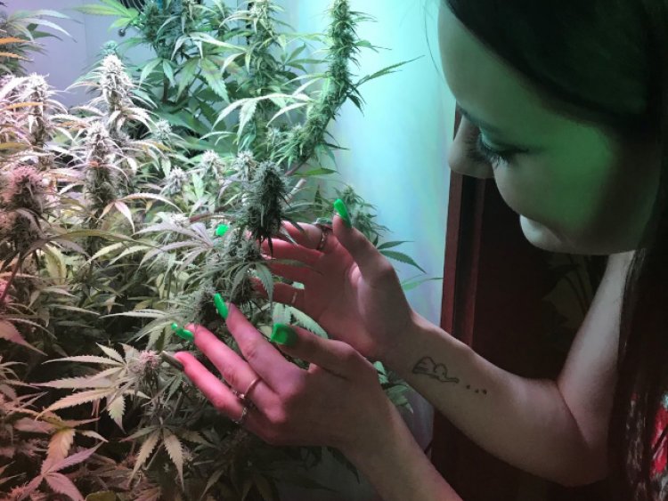 Maryland Legalizes "Mary Jane", Home Grow Sprouts