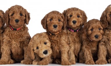 Can Dogs EatH ummus? A Comprehensive Guide for Pet Owners