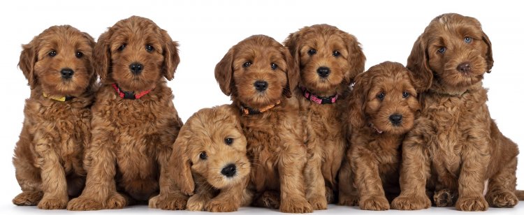 Can Dogs EatH ummus? A Comprehensive Guide for Pet Owners