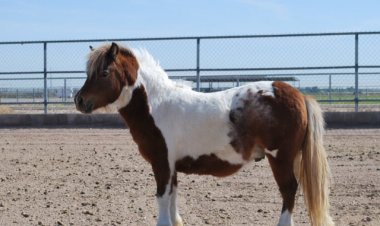 Author Michael D. Eastwood Raises Awareness About Miniature Ponies Through His Storytelling