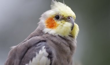 Can Cockatiels Eat Blueberries? A Guide to Healthy Treats for Your Feathered Friend