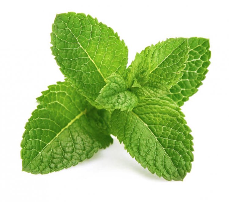 Can Ducks Eat Mint: A Comprehensive Guide to Feeding Your Feathered Friends