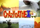 How a Game About Sheep Helped Me Slow Down and Enjoy the Moment